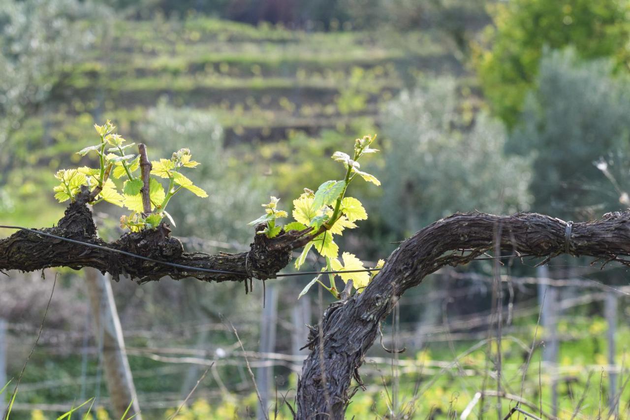 Quinta Dos Padrinhos - Suites In The Heart Of The Douro 拉梅戈 外观 照片
