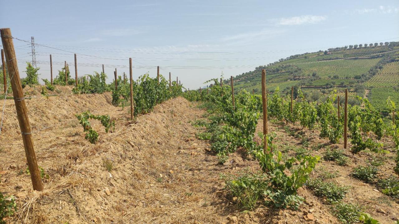 Quinta Dos Padrinhos - Suites In The Heart Of The Douro 拉梅戈 外观 照片