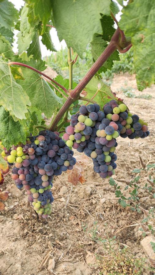 Quinta Dos Padrinhos - Suites In The Heart Of The Douro 拉梅戈 外观 照片
