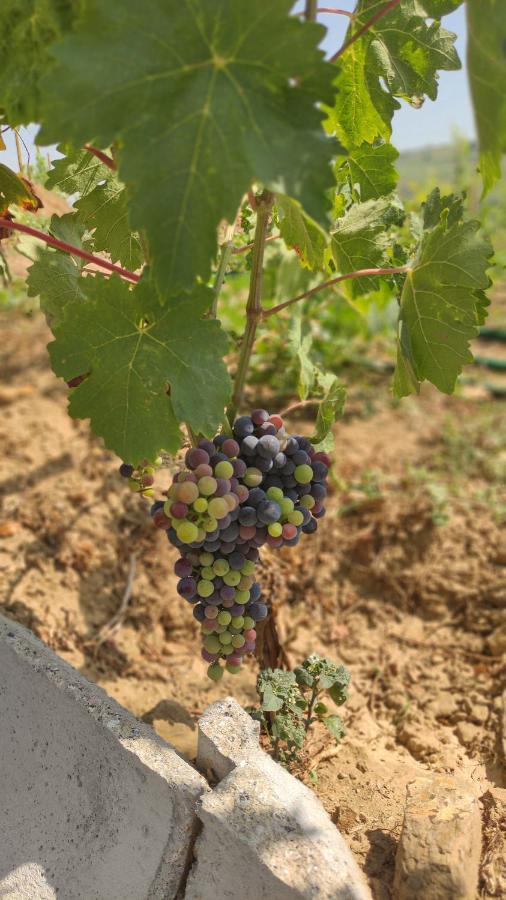 Quinta Dos Padrinhos - Suites In The Heart Of The Douro 拉梅戈 外观 照片